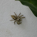 Jumping Spider
