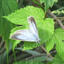 Spring azure