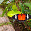 Unknown Butterfly