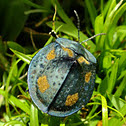 Tortoise Beetle