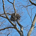 Bald Eagle nest