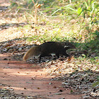 Crab-eating Mongoose