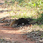 Crab-eating Mongoose