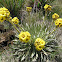 Frailejon