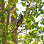 Red-naped Sapsucker ~ Female