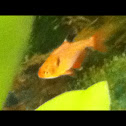 Serpae tetra