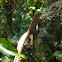Caxinguele (brazilian squirrel)