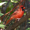 Northern Cardinal