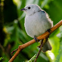 Blue-gray Tanager