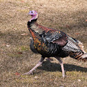 Wild Turkey