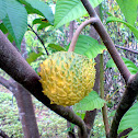 Custard Apple