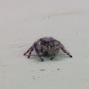 Jumping Spider