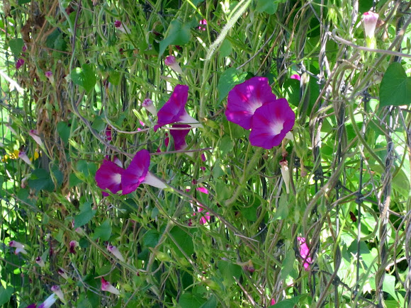 Spotting Image 1