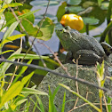 Bull Frog