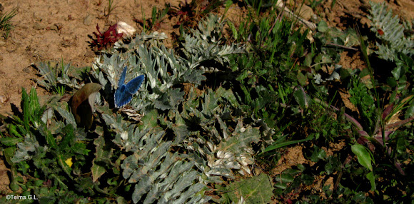 Spotting Image 1