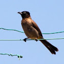  Yellow-vented Bulbul