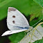 Small white/Cabbage white
