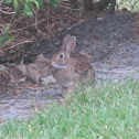 Eastern Cottontail