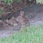 Eastern Cottontail