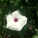 Big-Root Morning Glory