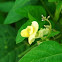 Hairypod Cowpea
