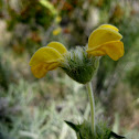 candilera
