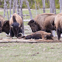 Bison