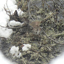 Song Sparrow