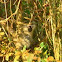 Baboon