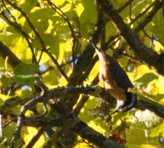 Spotting Image 1