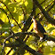 Red-breasted Nuthatch
