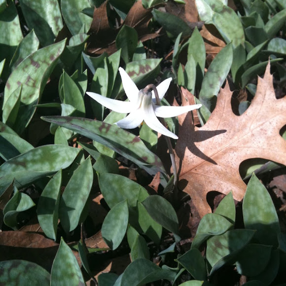 Spotting Image 1