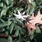 White Trout Lily