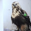 Rough-legged Hawk