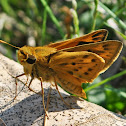 Fiery Skipper