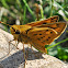 Fiery Skipper
