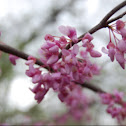 Eastern Redbud