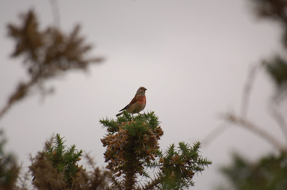 Spotting Image 1