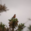 Linnet