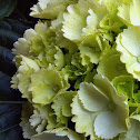 Hydrangea
