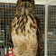 Philippine Eagle