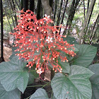 Pagoda Flower
