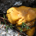 Chanterelle