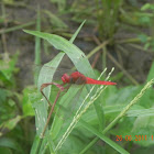Scarlet Skimmer