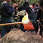 Tucan