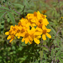 Mexican Marigold