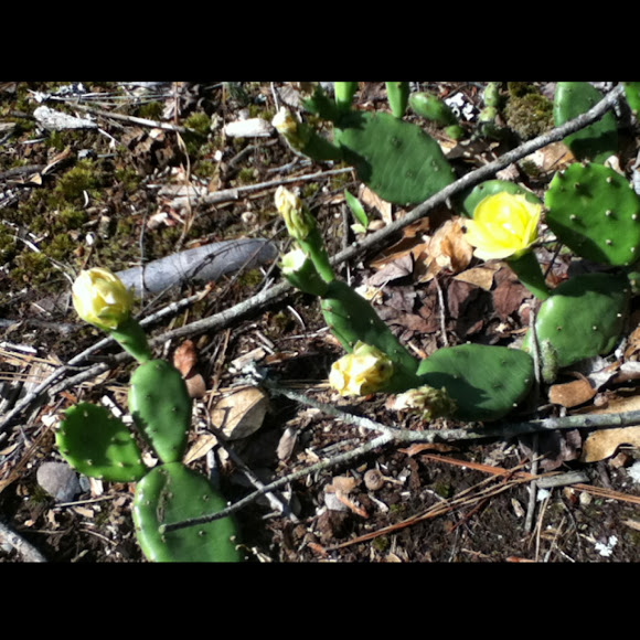 Spotting Image 1