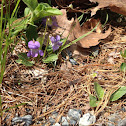 Marsh Blue Violet