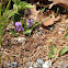 Marsh Blue Violet