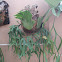 Staghorn fern